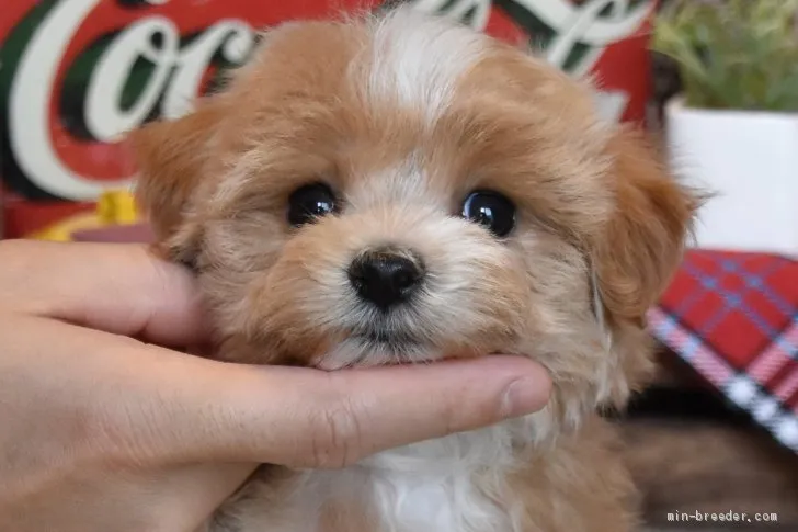 ID:2105-00392の子犬