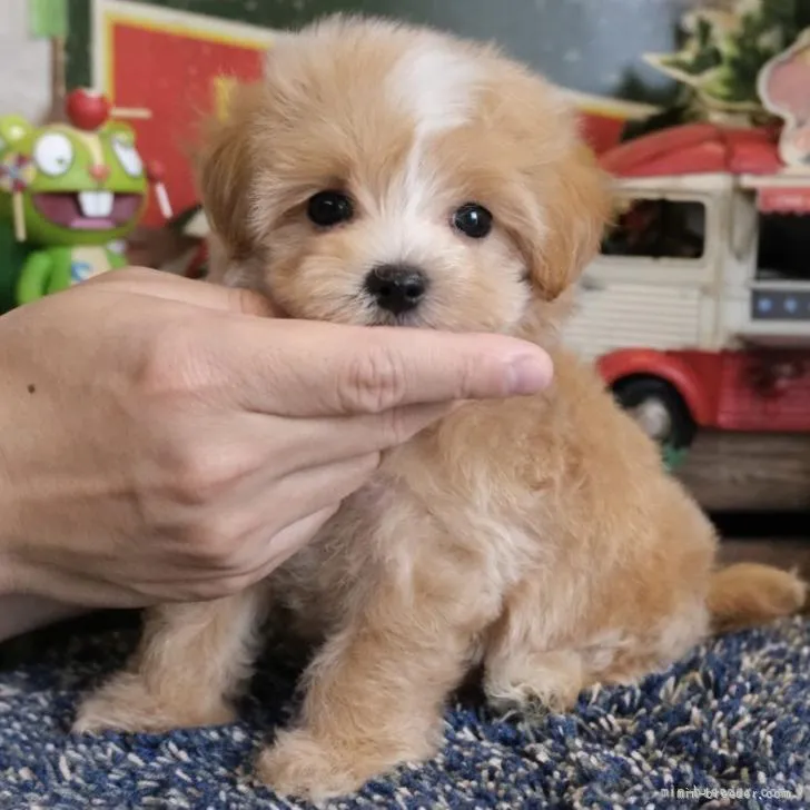 ID：2205-03942の子犬