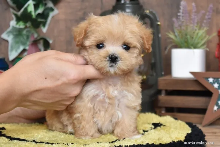 ID：2011-01387の子犬