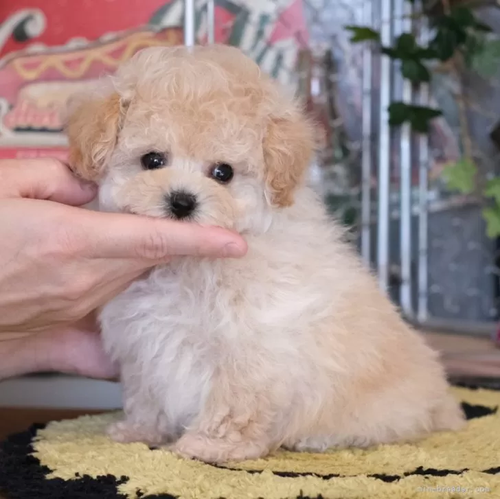 ID：2402-03765の子犬