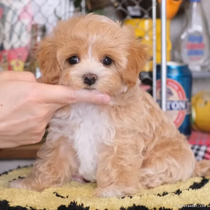 ID：2404-00864の子犬