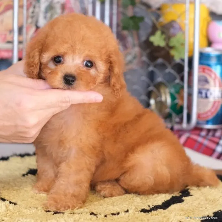 ID：2311-02354の子犬