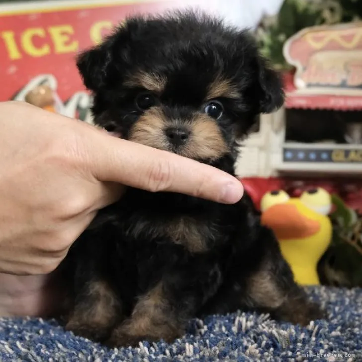 ID：2206-02691の子犬
