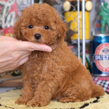 トイプードル(タイニー)【群馬県・男の子・2024年4月10日・レッド】の写真「💮犬質・性格💮尻尾フリフリ甘えん坊な男の子🧸」