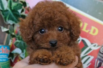 トイプードル(トイ)【群馬県・男の子・2021年11月21日・レッド】の写真「ふわふわ☁️ぬいぐるみのようなボクです🧸💕」