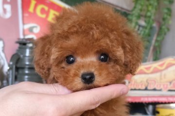 トイプードル(タイニー)【群馬県・女の子・2021年12月7日・レッド】の写真「柔らか明るめレッド💕ふわふわな美人さんです🎀」
