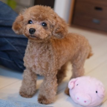 トイプードル(ティーカップ)【群馬県・女の子・2022年12月12日・レッド】の写真「ティーカップ確定☕甘えん坊のドワーフちゃん🎀」