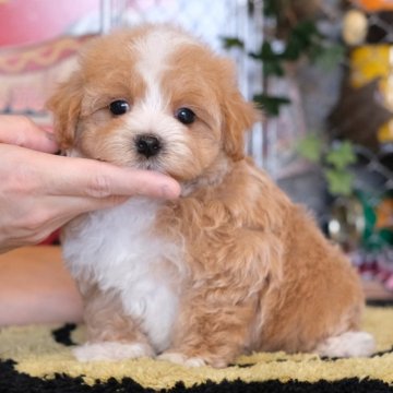 マルプー(マルチーズ×トイプードル)【群馬県・男の子・2024年2月14日・アプリコット】の写真「ほんわかおっとり、大人しめのボク🧸」