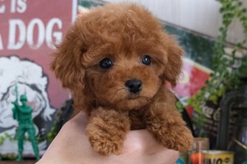 トイプードル(タイニー)【群馬県・男の子・2021年11月21日・レッド】の写真「モコモコむちむちの男の子です🧸💕」