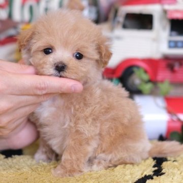 マルプー(マルチーズ×T・プードル)【群馬県・男の子・2023年2月24日・アプリコット】の写真「ふわふわ儚いお顔のヤンチャくん🧸」