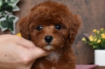 トイプードル(トイ)【群馬県・女の子・2020年12月3日・レッド】の写真「白のワンポイントが可愛い女の子です💕」
