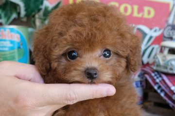 トイプードル(トイ)【群馬県・女の子・2021年10月10日・レッド】の写真「小柄でまん丸垂れ目な女の子🧸💕」