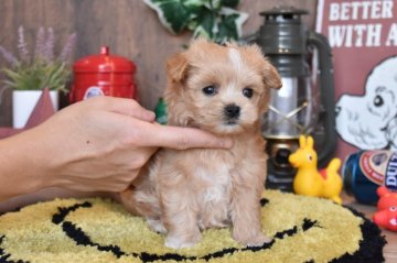 マルプー(マルチーズ×プードル)【群馬県・女の子・2020年10月6日・アプリコット】の写真「犬質◎性格◎！当犬舎自慢のマルプーです♡」