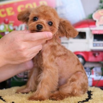 トイプードル(タイニー)【群馬県・女の子・2022年8月30日・レッド】の写真「お転婆で小柄な女の子です🧸🎀」