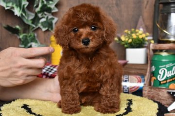 トイプードル(トイ)【群馬県・男の子・2020年12月3日・レッド】の写真「モコモコむちむちの男の子です」