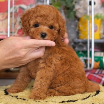トイプードル(トイ)【群馬県・女の子・2023年8月8日・レッド】の写真「毛量💮性格💮お転婆小悪魔ちゃんです👿」