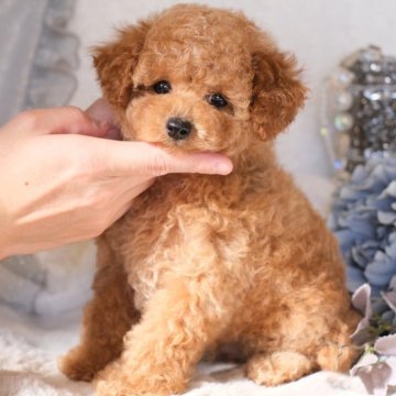 トイプードル(タイニー)【群馬県・男の子・2024年9月4日・レッドフォーン】の写真「🌟断尾していません🌟ふわモコ爆毛の男の子🧸」
