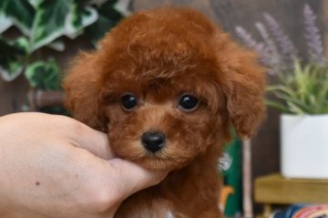 トイプードル(トイ)【群馬県・男の子・2020年12月3日・レッド】の写真「あま～いお顔の男の子です」