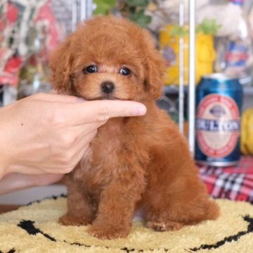 トイプードル(タイニー)【群馬県・男の子・2023年8月14日・レッド】の写真「ずんぐりむっくりモコモコなボク🧸」