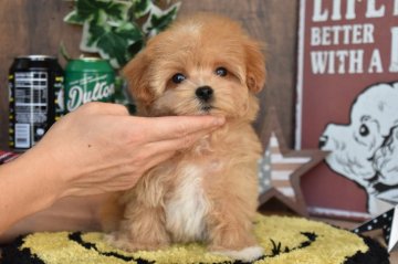 マルプー(マルチーズ×プードル)【群馬県・女の子・2020年10月6日・アプリコット】の写真「犬質◎性格◎！当犬舎自慢のマルプーです♡」