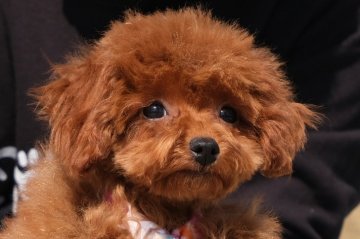 トイプードル(タイニー)【群馬県・女の子・2021年11月21日・レッド】の写真「タイニー想定のおてんばちゃん🥰💕💕」