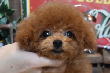 トイプードル(タイニー)【群馬県・男の子・2021年1月22日・レッド】の写真「大きな目と詰まったマズルが特徴な小柄な男の子🍀」