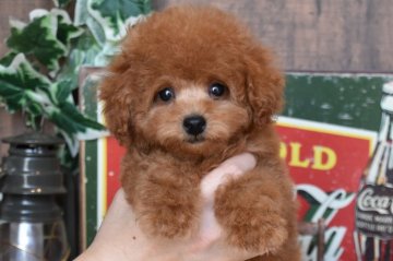 トイプードル(タイニー)【群馬県・男の子・2020年12月18日・レッド】の写真「もこもこ！ぬいぐるみのような愛らしいボクです💕」