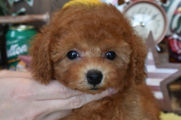 トイプードル(トイ)【群馬県・男の子・2021年1月22日・レッド】の写真「まったりあまーいお顔のボク☆性格◎毛量◎」