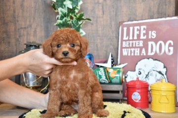 トイプードル(トイ)【群馬県・男の子・2020年9月26日・レッド】の写真「もこもこ！ぬいぐるみのような大きめな男の子です☆」