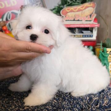 マルチーズ【群馬県・女の子・2022年6月1日・ホワイト】の写真「むちむちコロコロ🐻‍❄️甘え上手な女の子💕」
