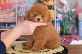 トイプードル(トイ)【群馬県・女の子・2023年11月5日・レッド】の写真2