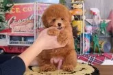 トイプードル(トイ)【群馬県・女の子・2023年11月5日・レッド】の写真5