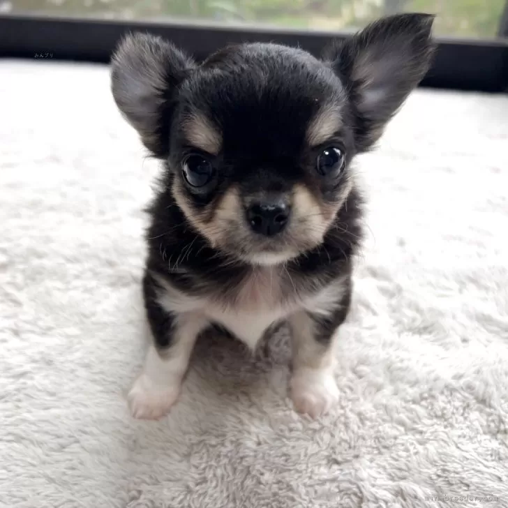 ID:2505-04152の子犬