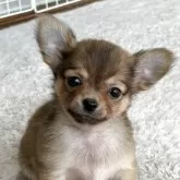 チワワ(ロング)