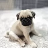 パグ