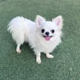 チワワ(ロング)【福岡県・男の子・2023年10月17日・ホワイト】の写真1