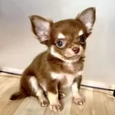 チワワ(ロング)