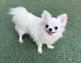 チワワ(ロング)【福岡県・男の子・2023年10月17日・ホワイト】の写真2