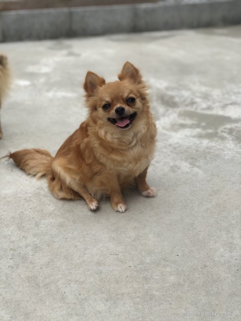 チワワ(ロング)【・女の子・2019年4月22日・レッド＆ホワイト】