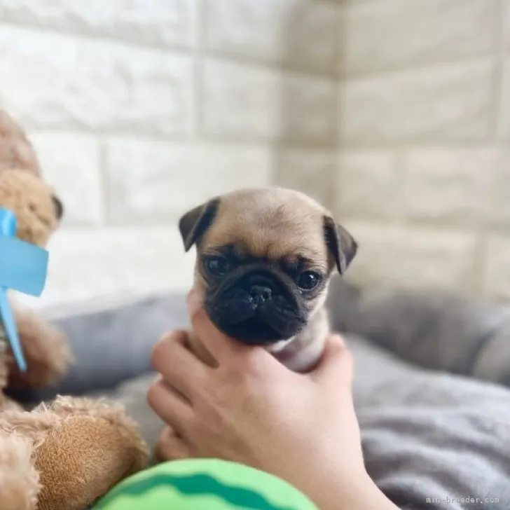 ID：2302-01013の子犬