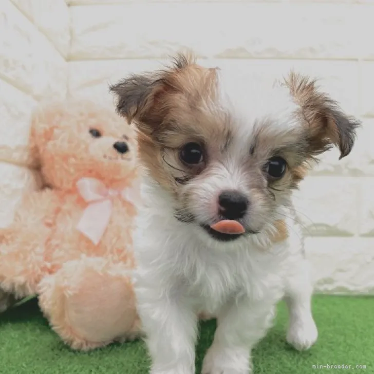 ID：2306-02711の子犬