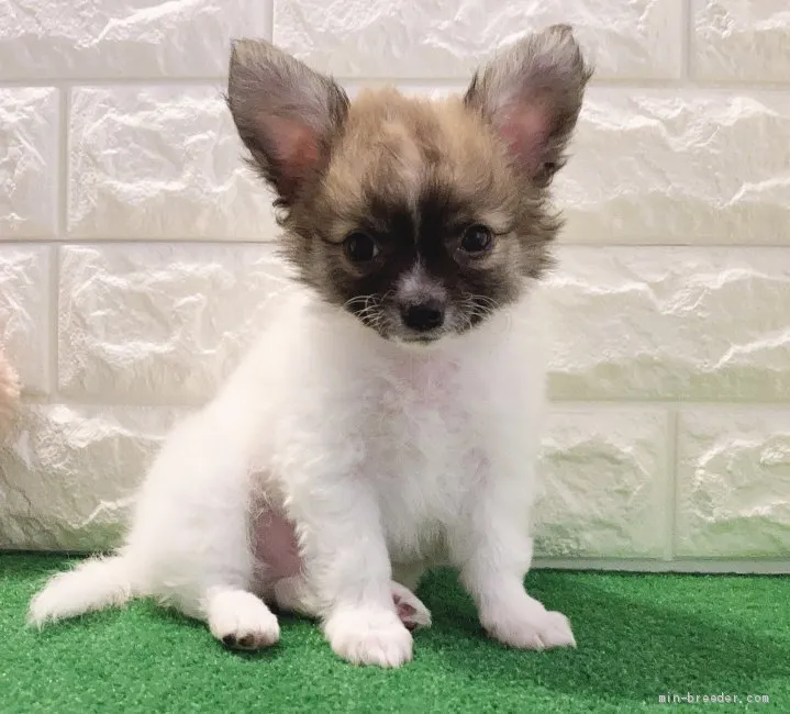 ID：2105-00470の子犬