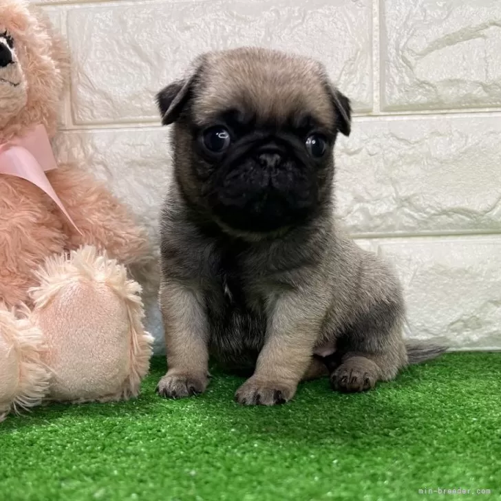 ID：2402-03210の子犬