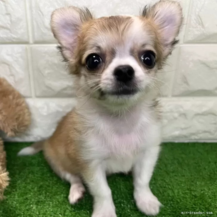 ID：2408-00394の子犬