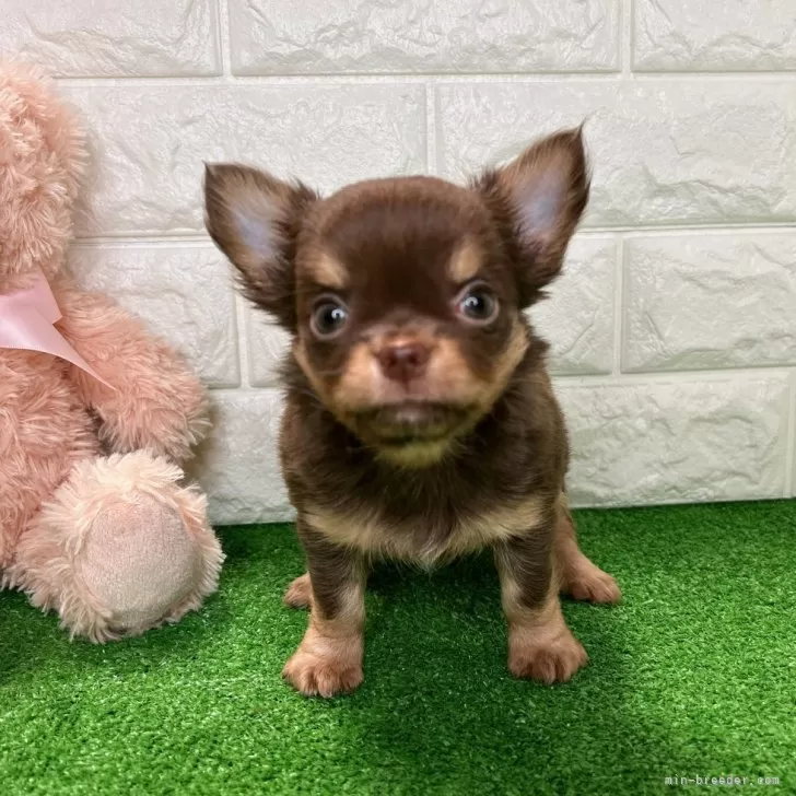 ID：2402-03226の子犬
