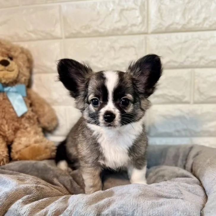 ID:2205-00637の子犬