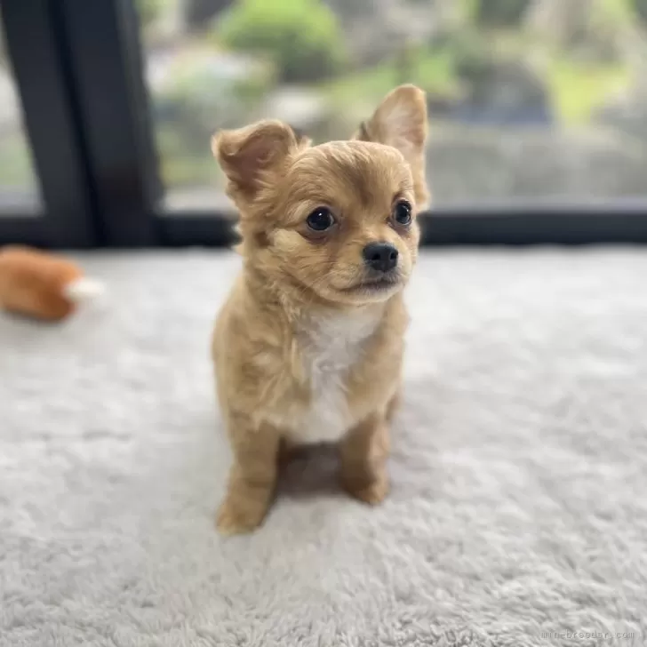 ID：2404-04111の子犬