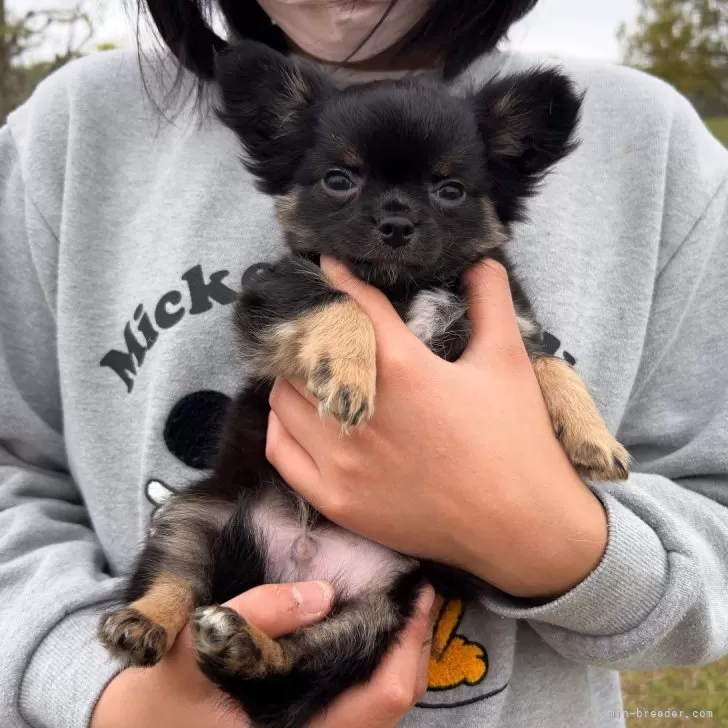 ID:2404-01238の子犬