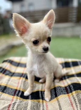 チワワ(ロング)【福岡県・男の子・2021年11月21日・クリーム&ホワイト】の写真「穏やかで甘えん坊のイケメンくん♪」