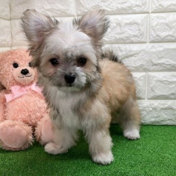 チワマル(母 チワワ × 父 マルチーズ)【福岡県・女の子・2023年4月24日・レッド&ホワイト】の写真「※ 総額込み価格です。」